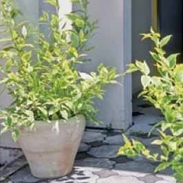 ドゥランタ（デュランタ）