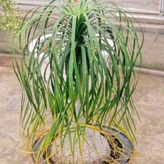 とっくりらん（ノリナ）