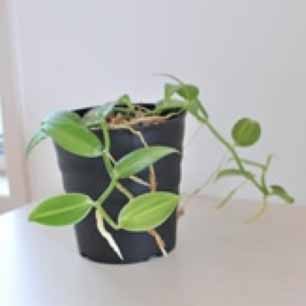 バニラ（観賞用）