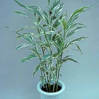 フイリゲットウ