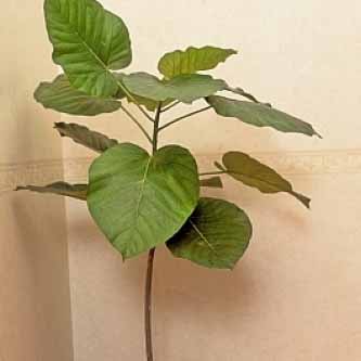 フィクス・ウンベラタ（フィカス・ウンベラータ）