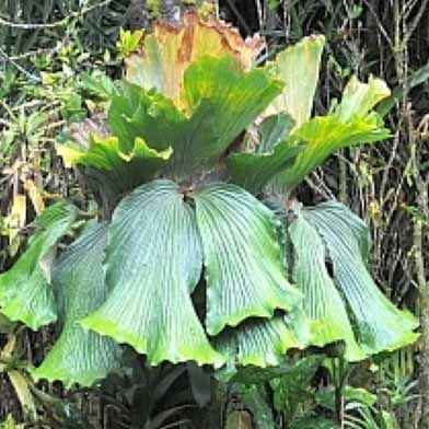 ビカクシダ（コウモリラン）