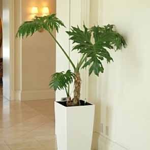 フィロデンドロン・セロウム