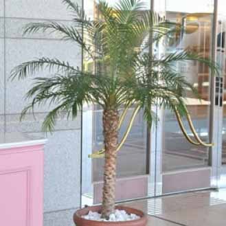 フェニックス（ヤシの仲間）