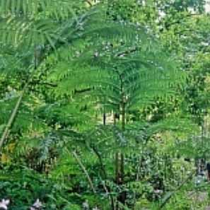 リュウビンタイ