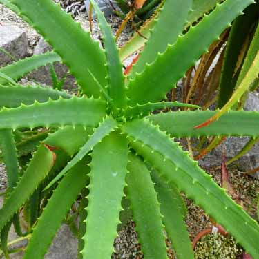 アロエ（観賞用）