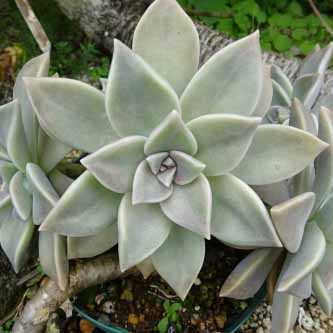 グラプトペタラム