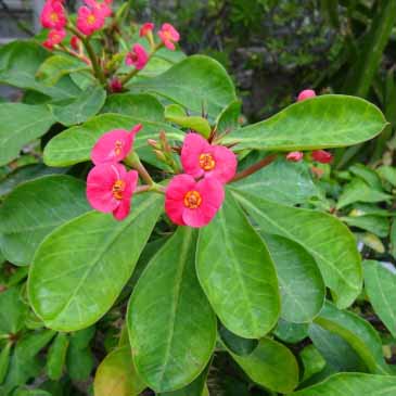 ユーフォルビア