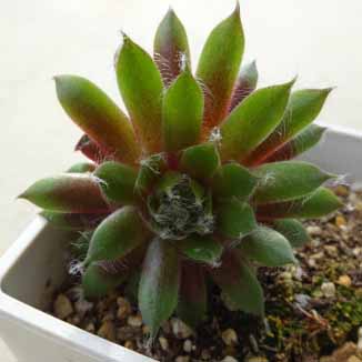 センペルビウム