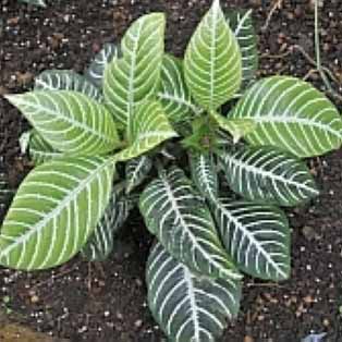 アフェランドラ