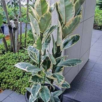 インドゴムノキ