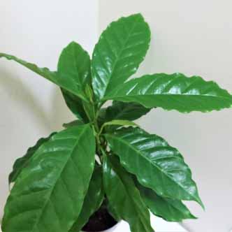 コーヒーノキ（観賞用）