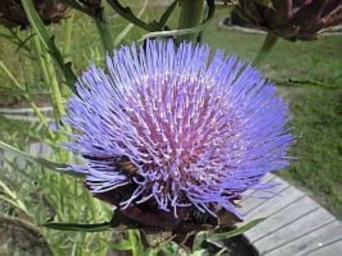 アーティチョーク