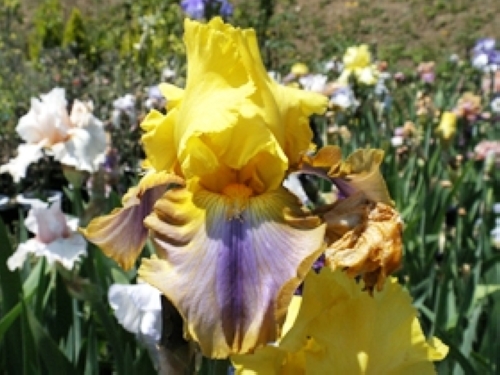 ジャーマンアイリス