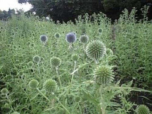 ルリタマアザミ