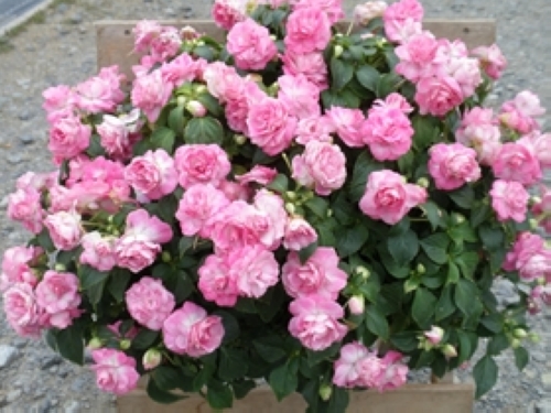 インパチェンス