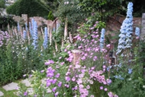 カンパニュラ・メディウム