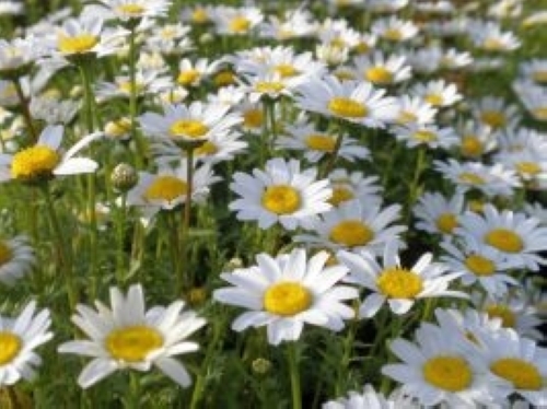 クリセンセマム・パルドーサム