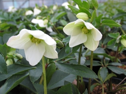 クリスマスローズ