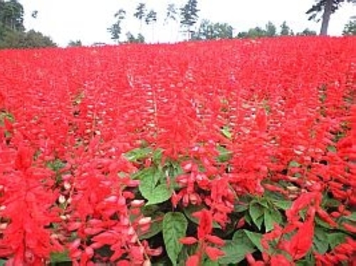 サルビア　スプレンデンス