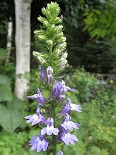 洋種サワギキョウ