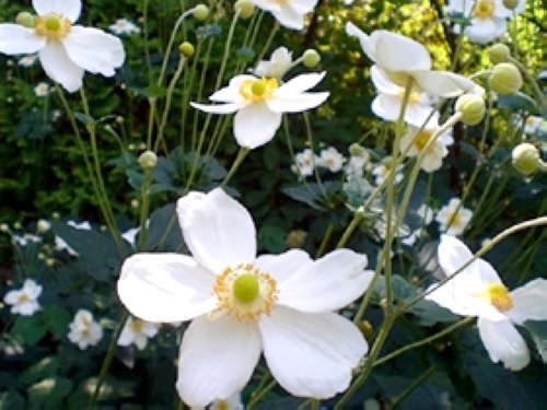 しゅうめいぎく