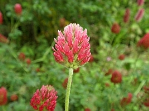 ストロベリーキャンドル