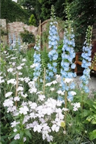 デルフィニウム