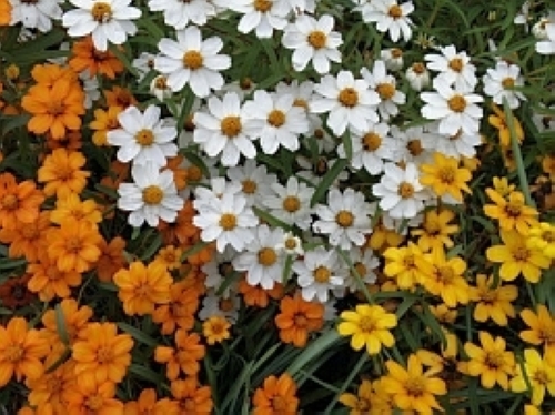 ジニア・リネアリス