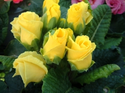 プリムラ・ポリアンサス