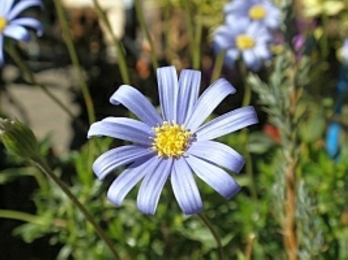 ブルーデージー