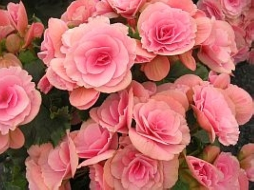 エラチオールベゴニア