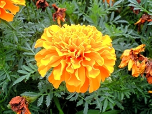 マリーゴールド