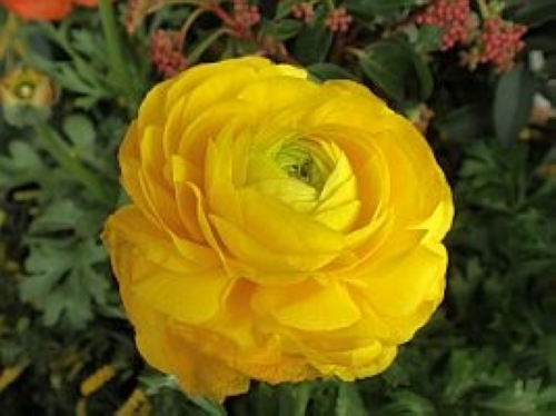 ラナンキュラス