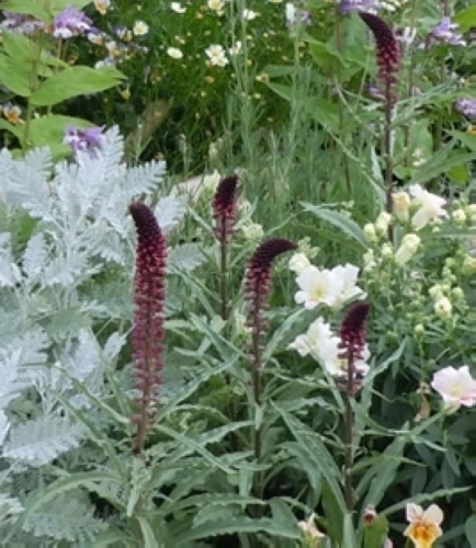 リシマキア・ボジョレー