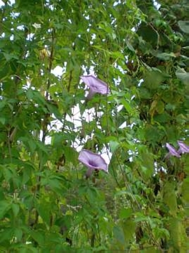 モミジバアサガオ