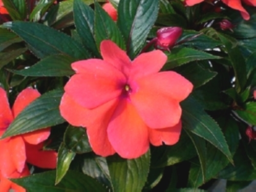 ニューギニアインパチェンス