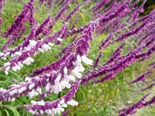 サルビア　レウカンサ