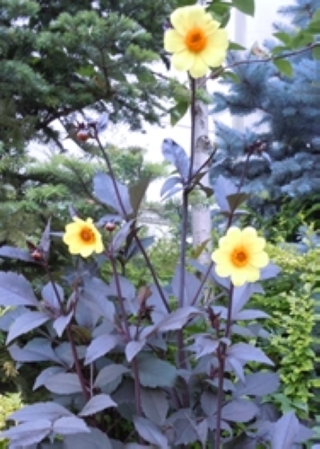 ガーデンダリア