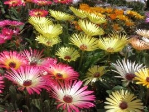 リビングストーンデージー