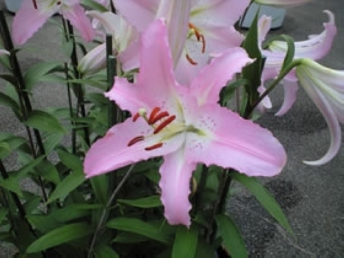 ユリ（オリエンタルハイブリット系）