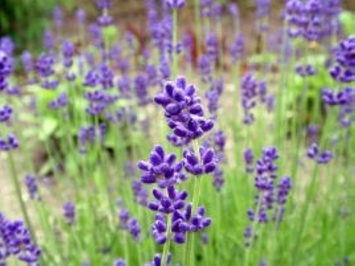 イングリッシュラベンダー