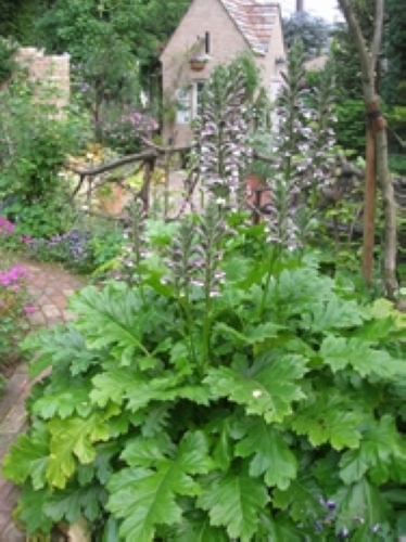 アカンサス・モリス