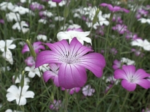 アグロステンマ