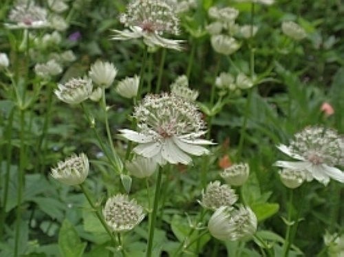 アストランティア　マヨール