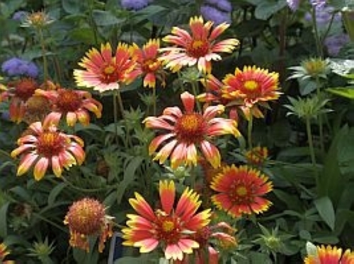 ガイラルディア