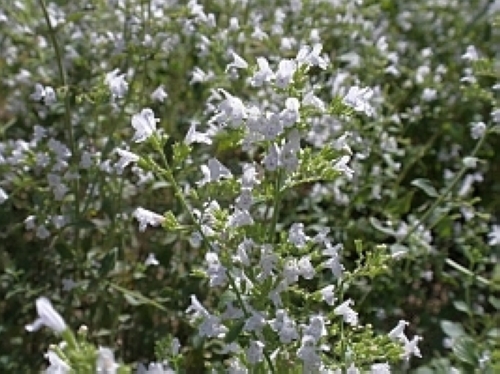 カラミンサ・ネペタ