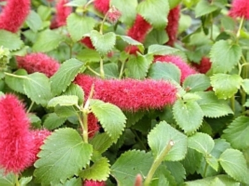 キャットテール