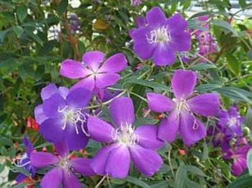 シコンノボタン