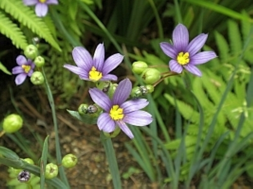 シシリンキウムロスツラム